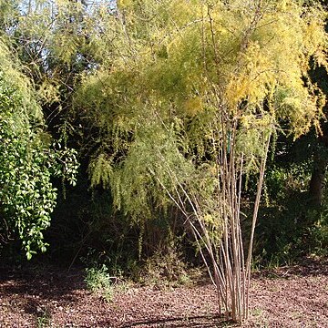 Asparagus scoparius unspecified picture