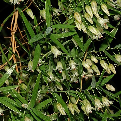 Asparagus volubilis unspecified picture
