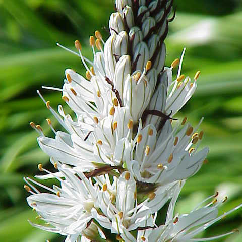 Asphodelaceae unspecified picture
