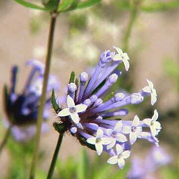 Asperula unspecified picture