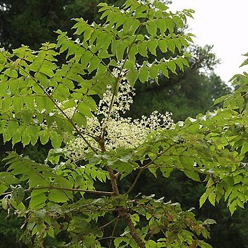Araliaceae unspecified picture
