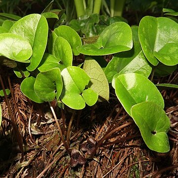 Asarum fauriei unspecified picture