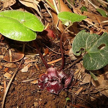 Asarum tamaense unspecified picture
