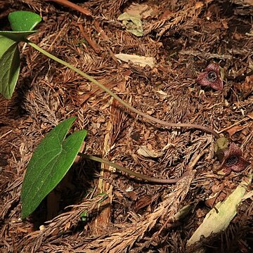 Asarum fauriei var. takaoi unspecified picture