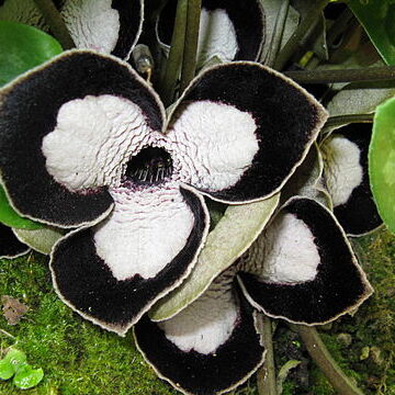 Asarum maximum unspecified picture