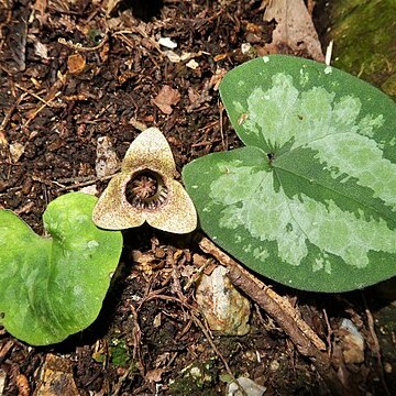 Asarum majale unspecified picture