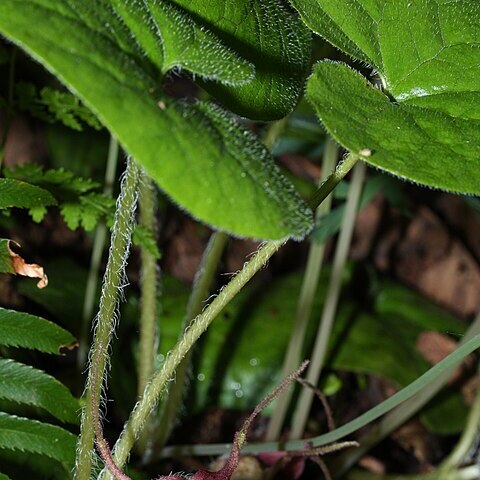 Asarum unspecified picture