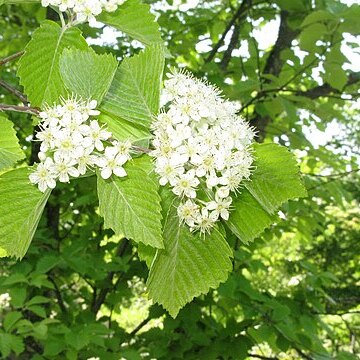 Aria japonica unspecified picture