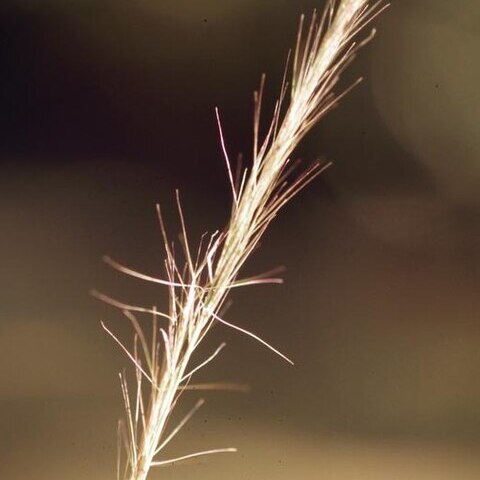 Aristida purpurascens unspecified picture
