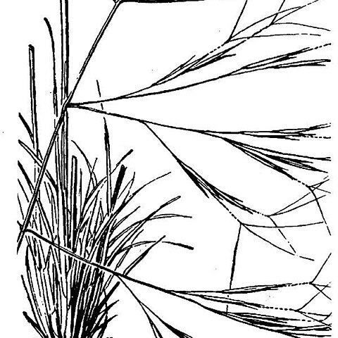 Aristida divaricata unspecified picture