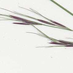Aristida calycina unspecified picture