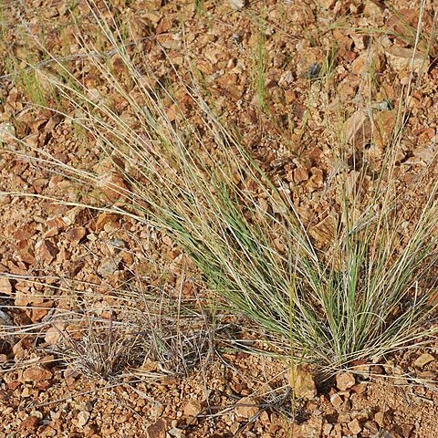 Aristida chaseae unspecified picture