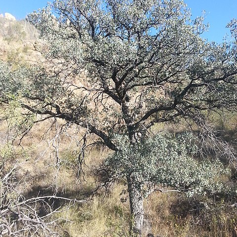 Quercus oblongifolia unspecified picture