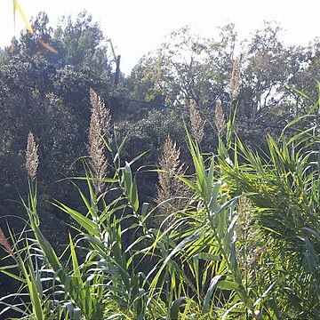 Arundo unspecified picture