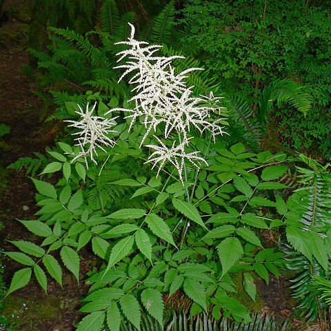 Aruncus unspecified picture
