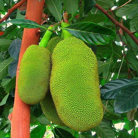 Artocarpus unspecified picture