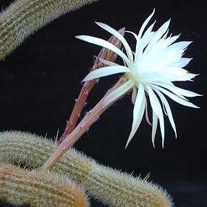 Arthrocereus unspecified picture