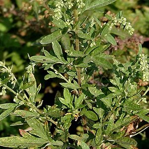 Artemisia nilagirica unspecified picture