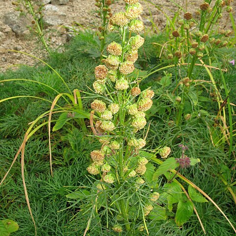 Artemisia sinanensis unspecified picture
