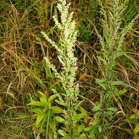 Artemisia japonica unspecified picture