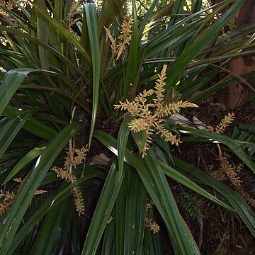 Asteliaceae unspecified picture