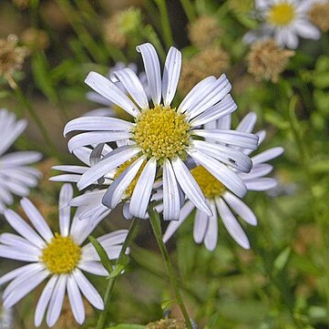 Aster incisus unspecified picture