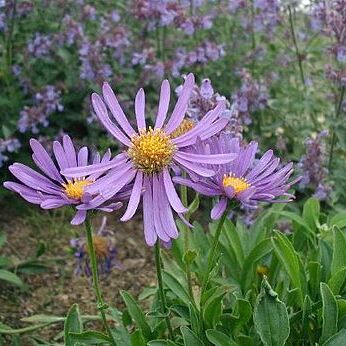 Asteraceae unspecified picture