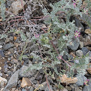 Astragalus paposanus unspecified picture