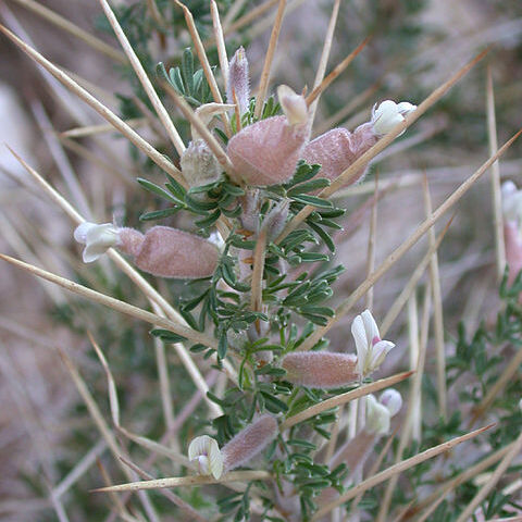 Astragalus spinosus unspecified picture