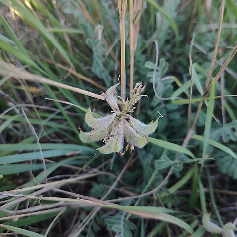 Astragalus reduncus unspecified picture