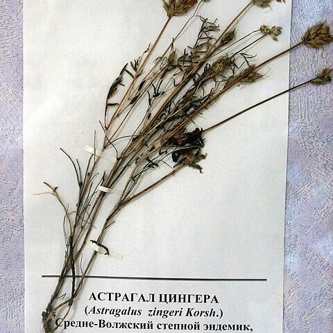 Astragalus zingeri unspecified picture