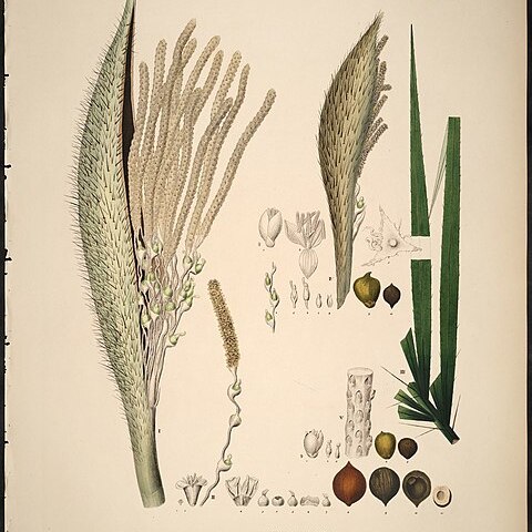 Astrocaryum acaule unspecified picture