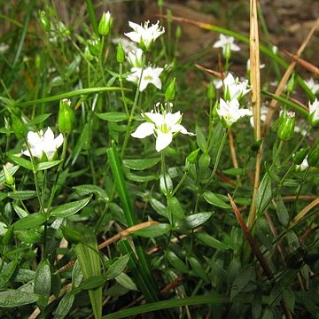 Arenaria katoana unspecified picture