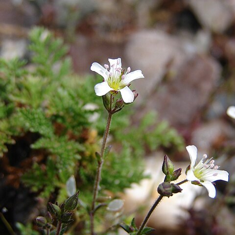 Arenaria conimbricensis unspecified picture