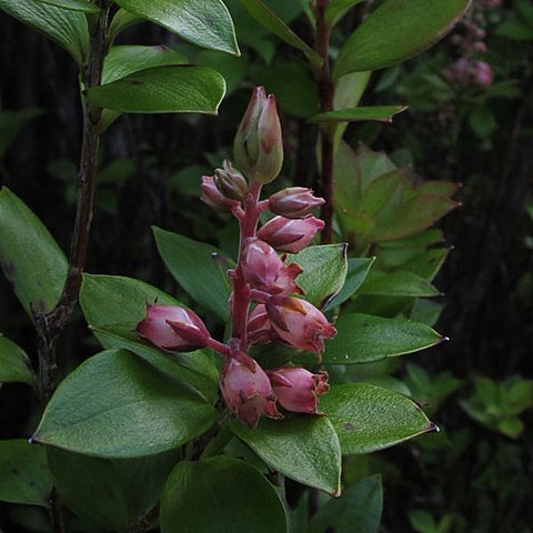 Archeria unspecified picture