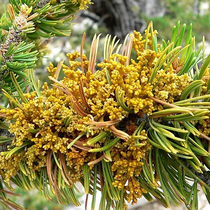 Arceuthobium cyanocarpum unspecified picture
