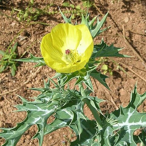 Argemone unspecified picture