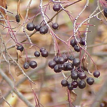Aronia unspecified picture