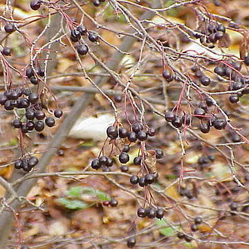 Aronia x prunifolia unspecified picture