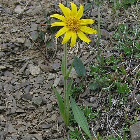 Arnica angustifolia unspecified picture