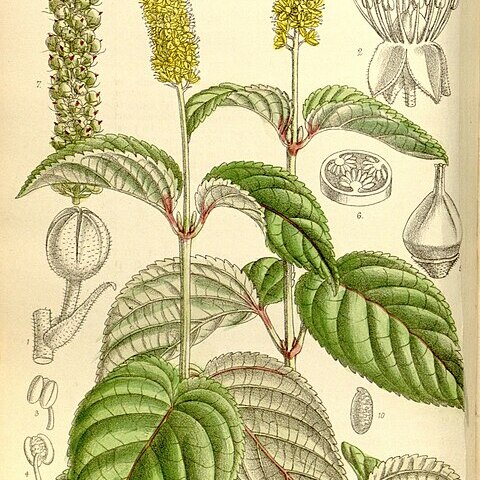 Abatia angeliana unspecified picture