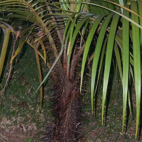 Acanthophoenix unspecified picture