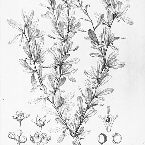 Acanthosyris unspecified picture