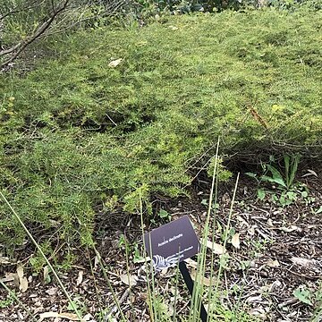 Acacia declinata unspecified picture