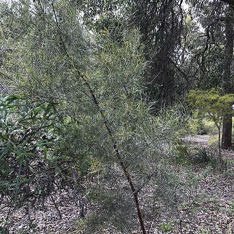 Acacia fauntleroyi unspecified picture