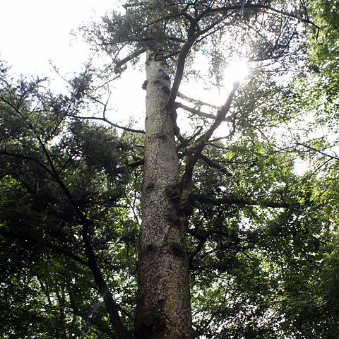 Abies holophylla unspecified picture