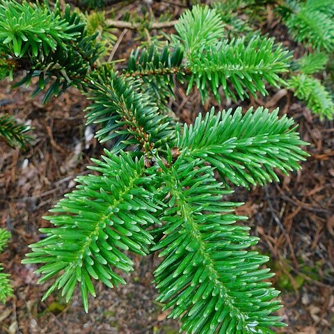 Abies forrestii var. georgei unspecified picture