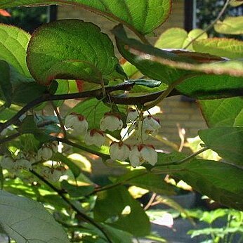 Actinidia unspecified picture