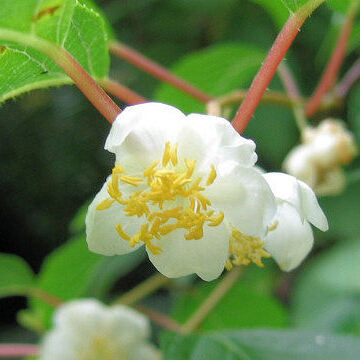 Actinidia polygama unspecified picture