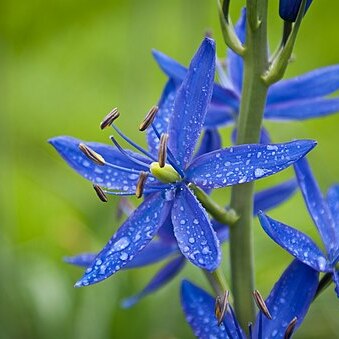 Camassia howellii unspecified picture